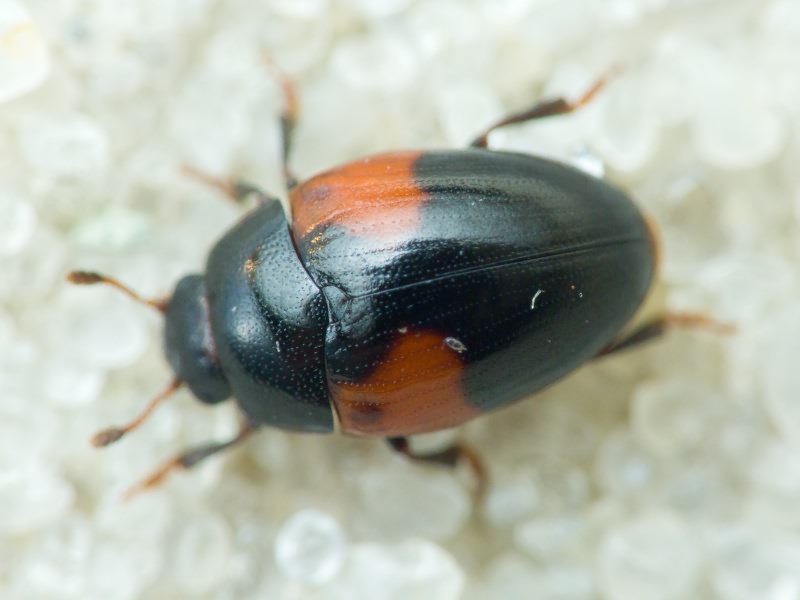 Tritoma bipustulata Fabricius, 1775